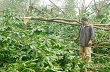 MDF VRG Quảng Trị hỗ trợ tiêu thụ gỗ cho dân sau bão*